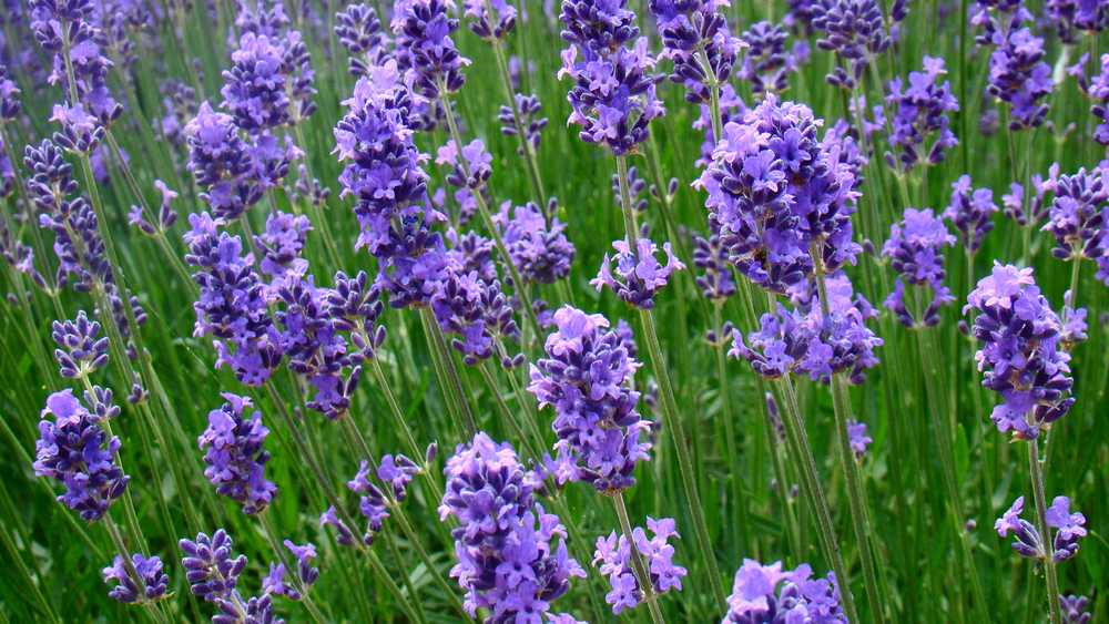 blooming lavender plant 'Summer Serenade' Lavender