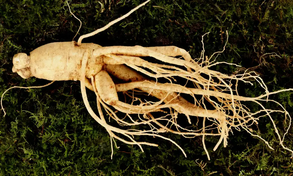 Ginseng: The Ancient Healer of the Orient
