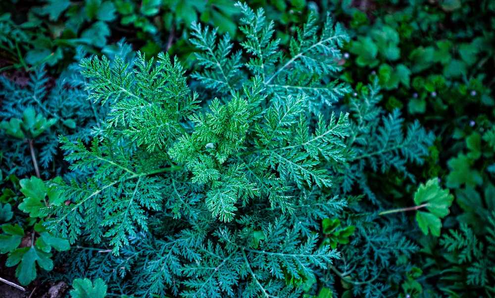 Artemisia: Harnessing the Ancient Strength of this Medicinal Herb