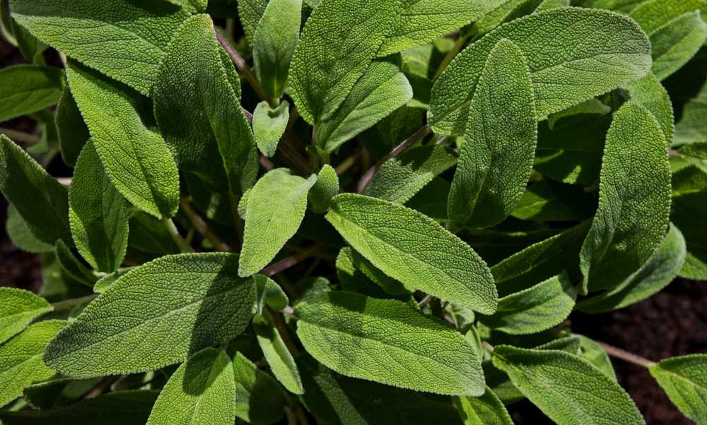 Sage Wisdom: Unveiling the Health and Cultural Secrets of Sage in Your Garden