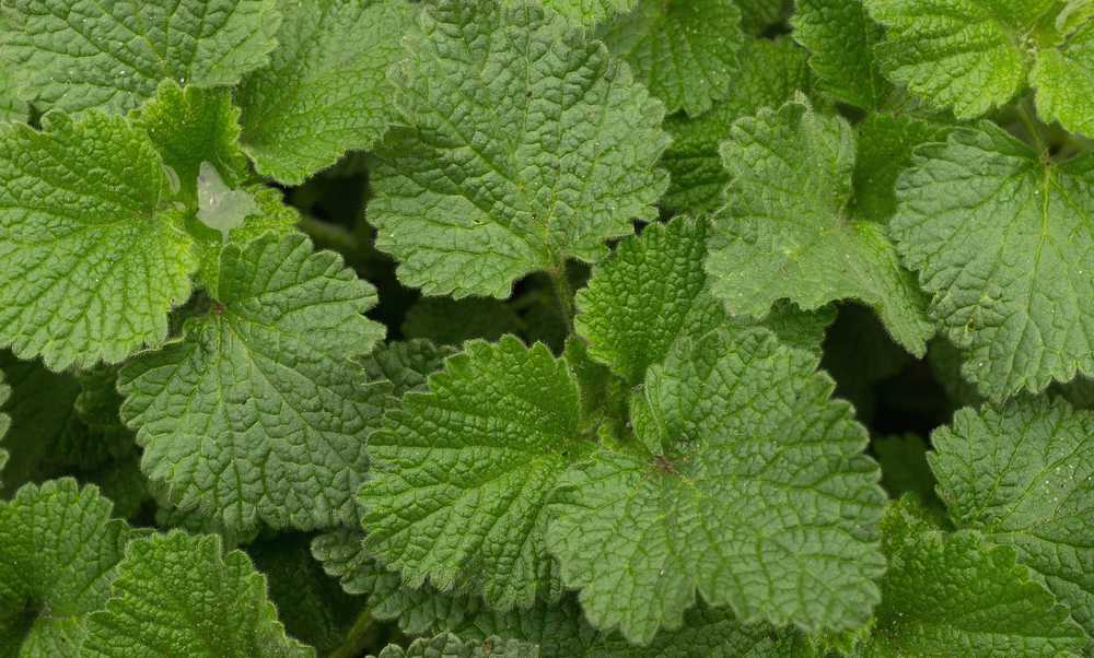 Lemon Balm: A Balm for the Body and Mind
