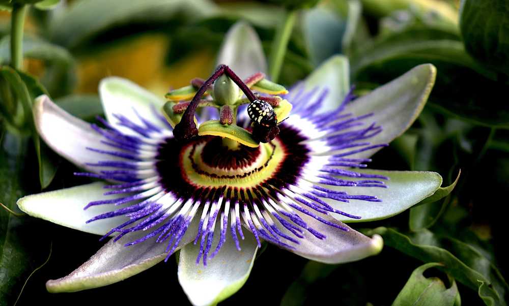 Passiflora: Embrace the Power of Passion. Health and Wellness Benefits of the Passion Flower