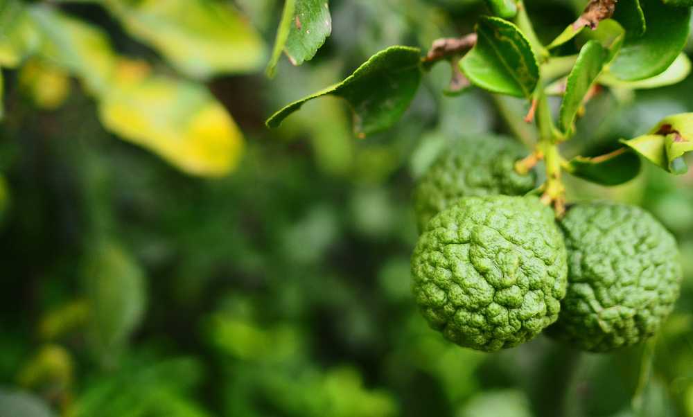 Bergamot: A Citrus With a Rich History and Promising Health Benefits
