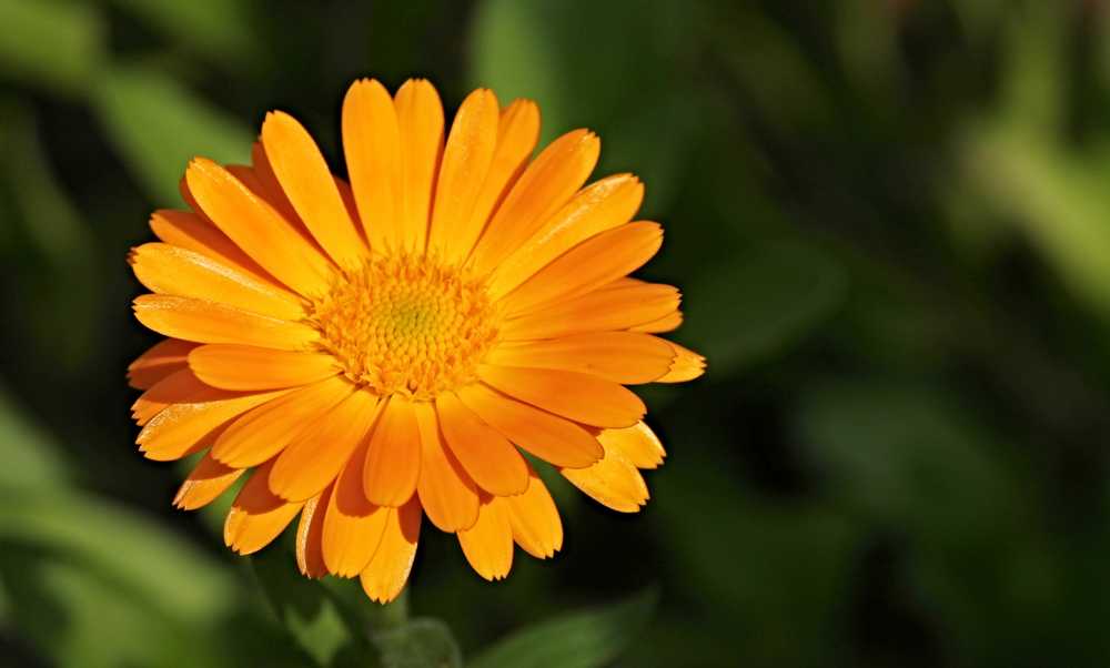The Calendula Plant: A Journey Through History, Wellness, and Cultivation